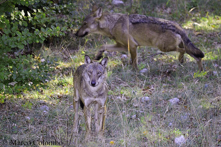 Lupo appenninico (Canis lupus italicus)